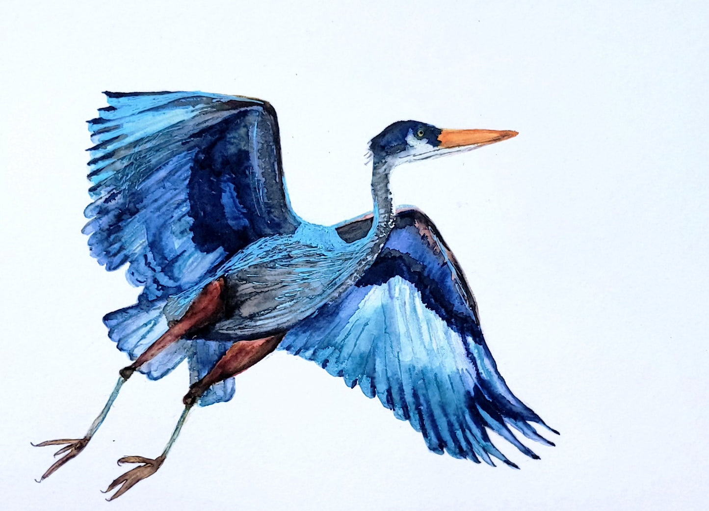 Great Blue Heron in Flight Watercolor - Thrice Exceptional